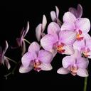 Orchideen