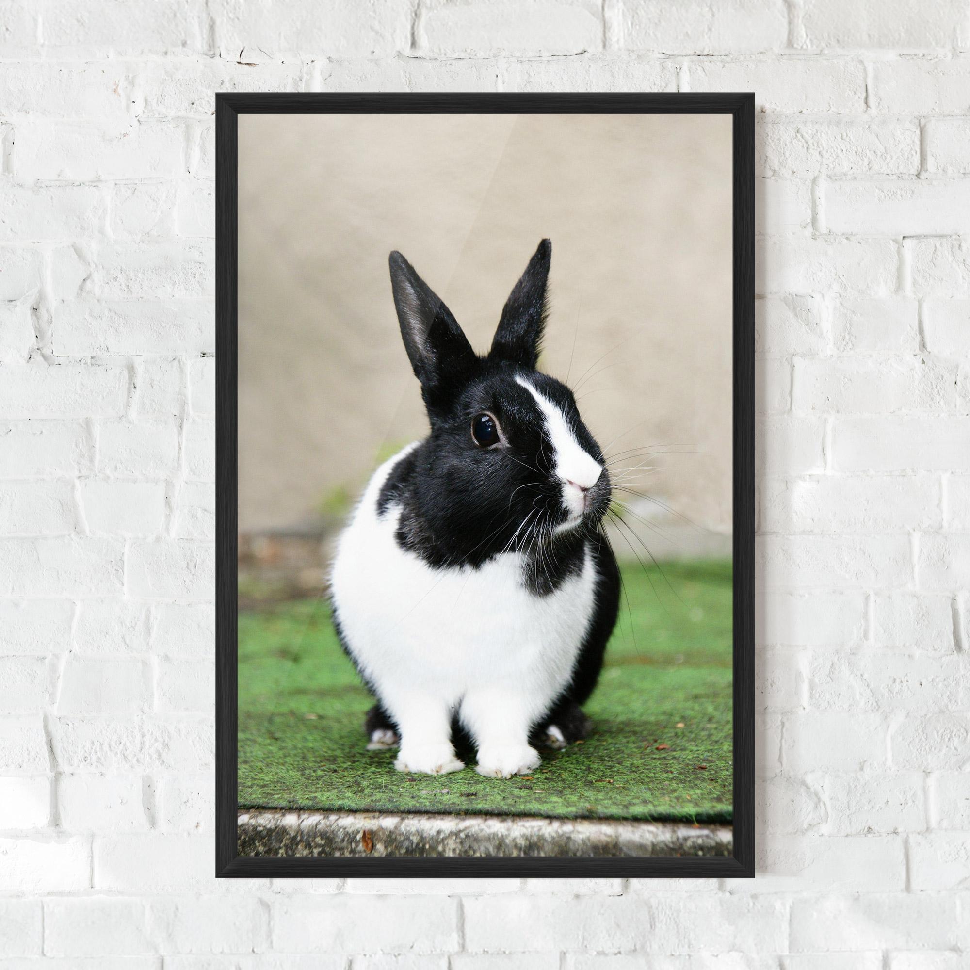 Gerahmte Poster Black Ear Rabbit mockup 0
