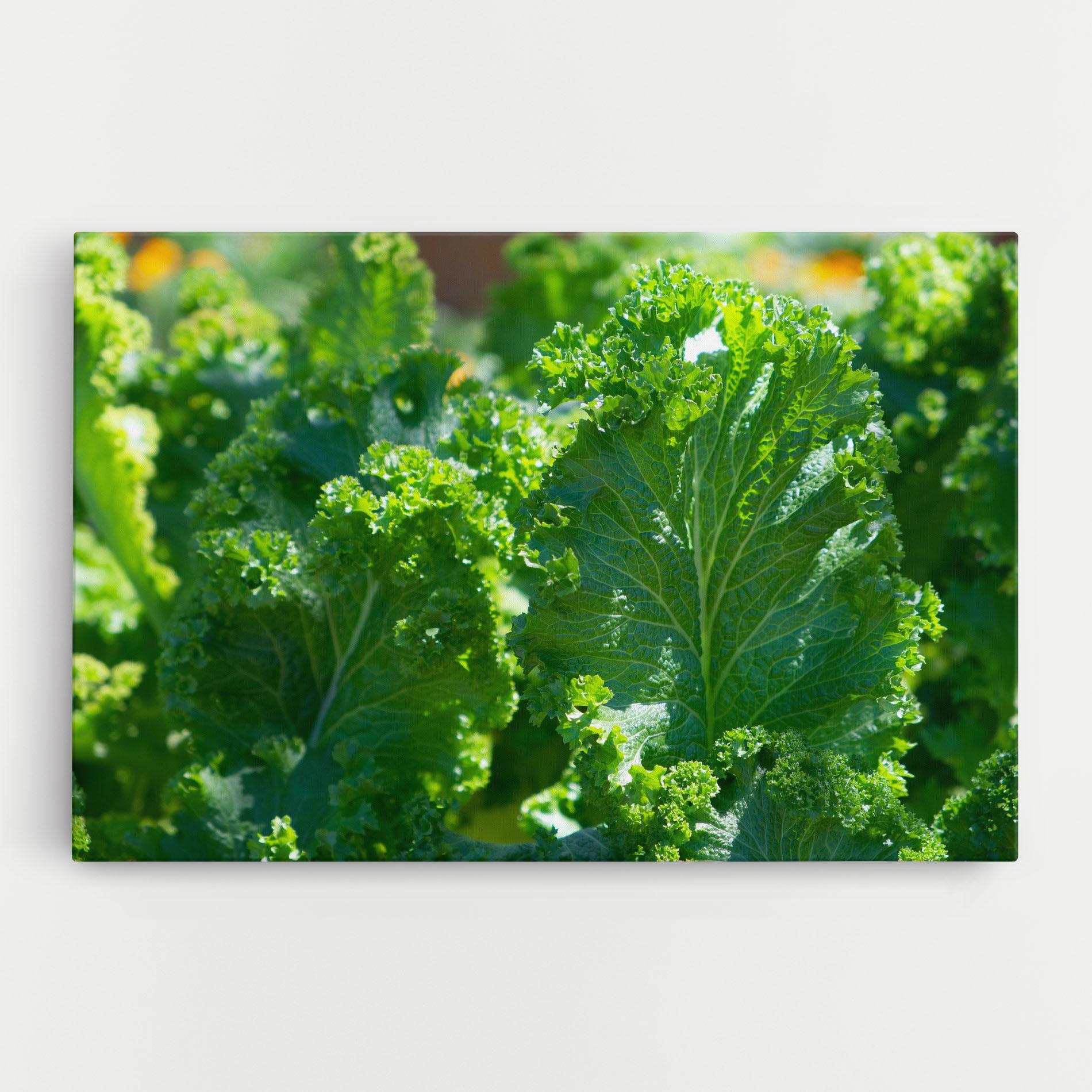 Leinwandbild Lettuce View mockup 0