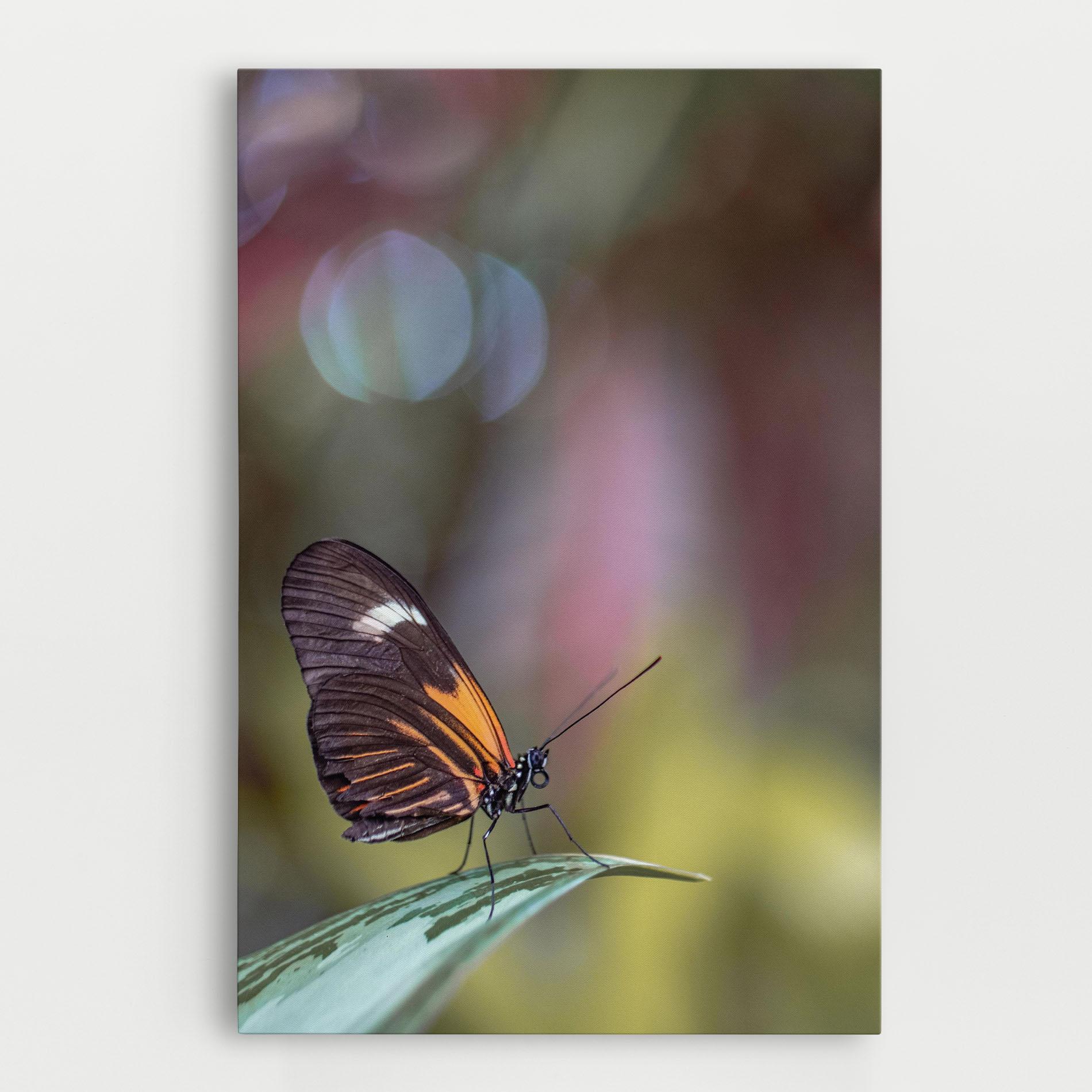 Leinwandbild Dark Purple Butterfly mockup 0