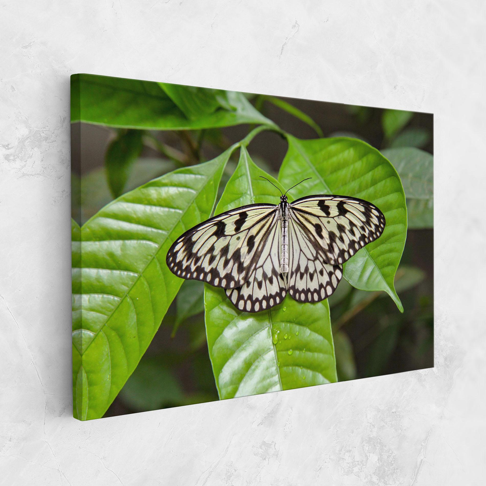 Leinwandbild Beautiful White Butterfly mockup 1