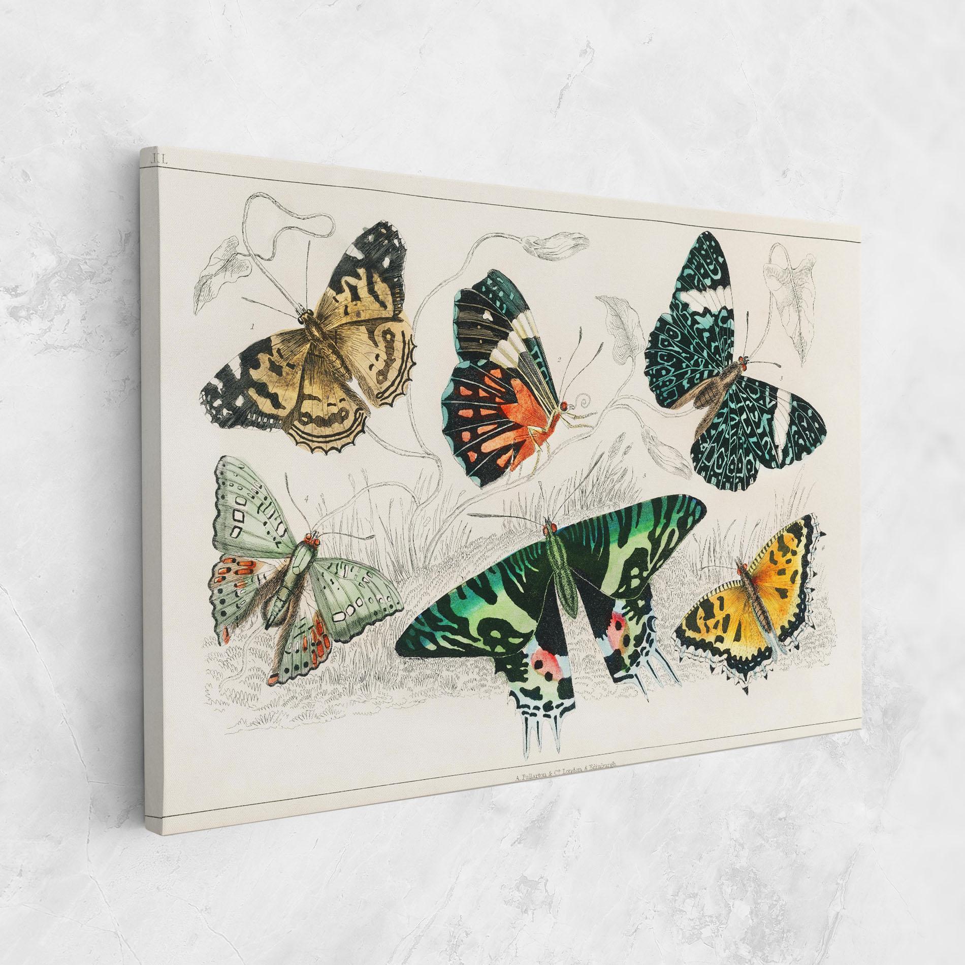 Leinwandbild Butterfly Art mockup 1