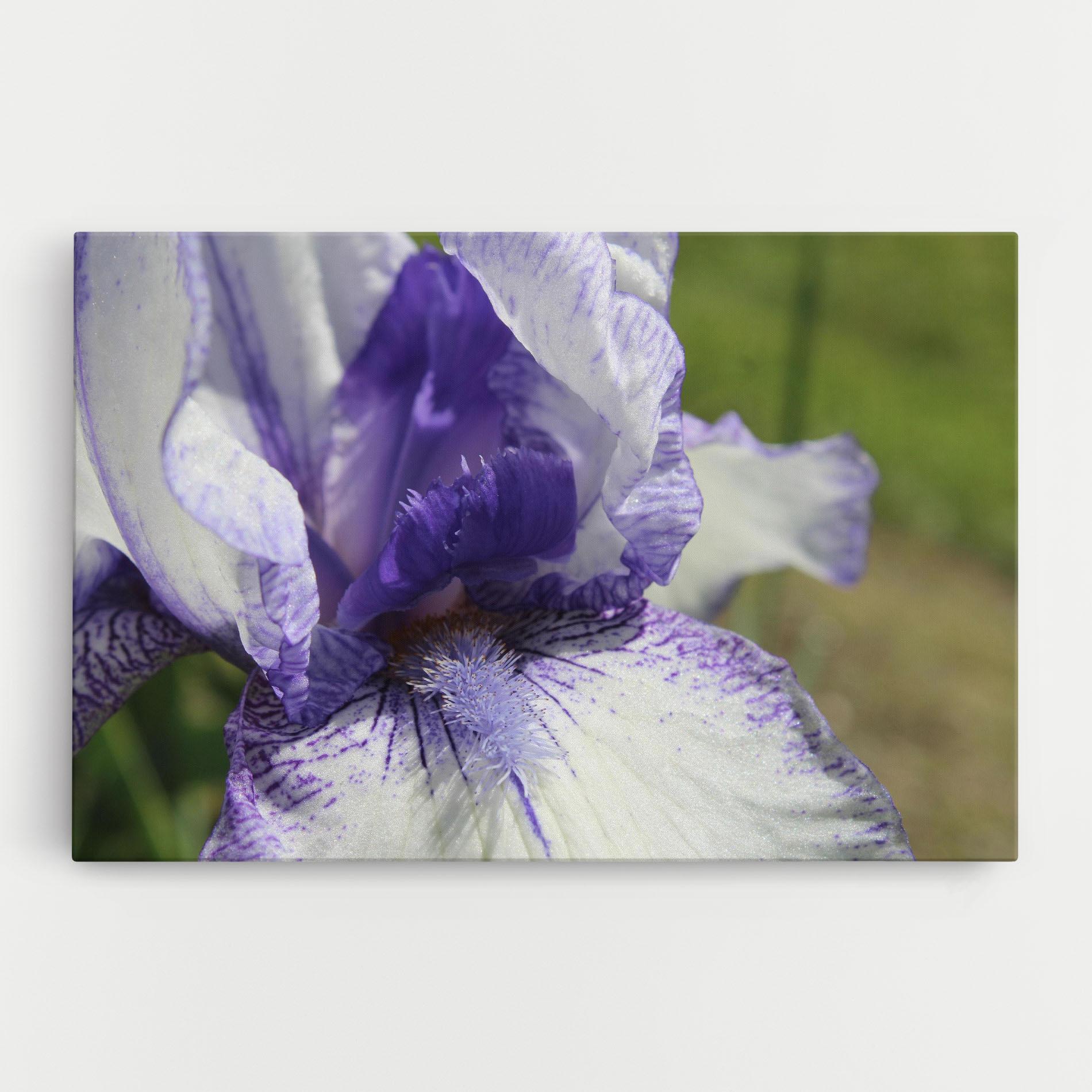 Leinwandbild White Purple Iris mockup 0
