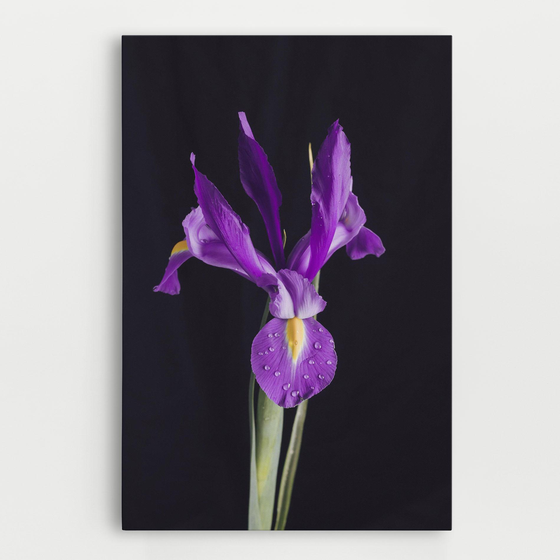 Leinwandbild Fresh Purple Iris mockup 0