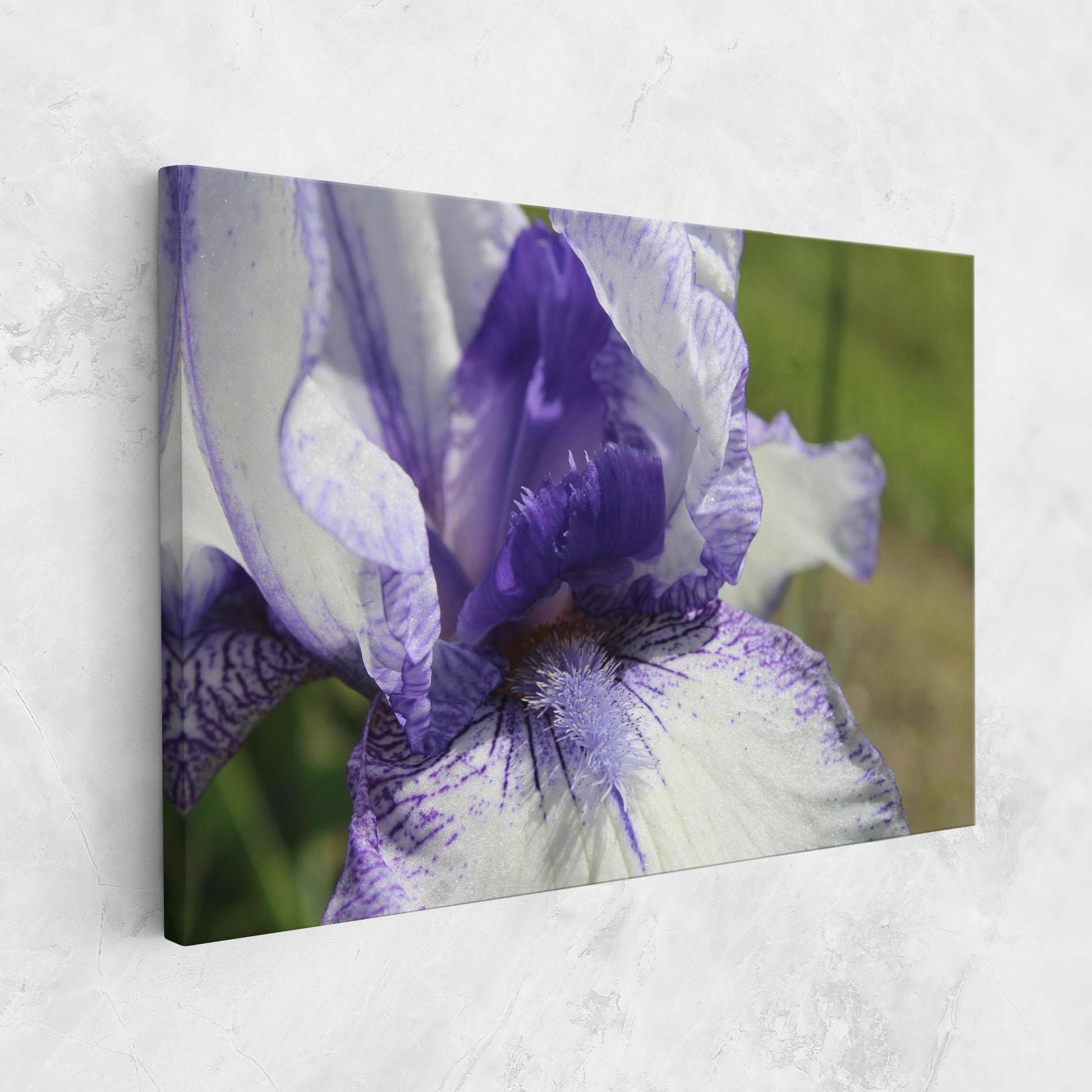Leinwandbild White Purple Iris mockup 1