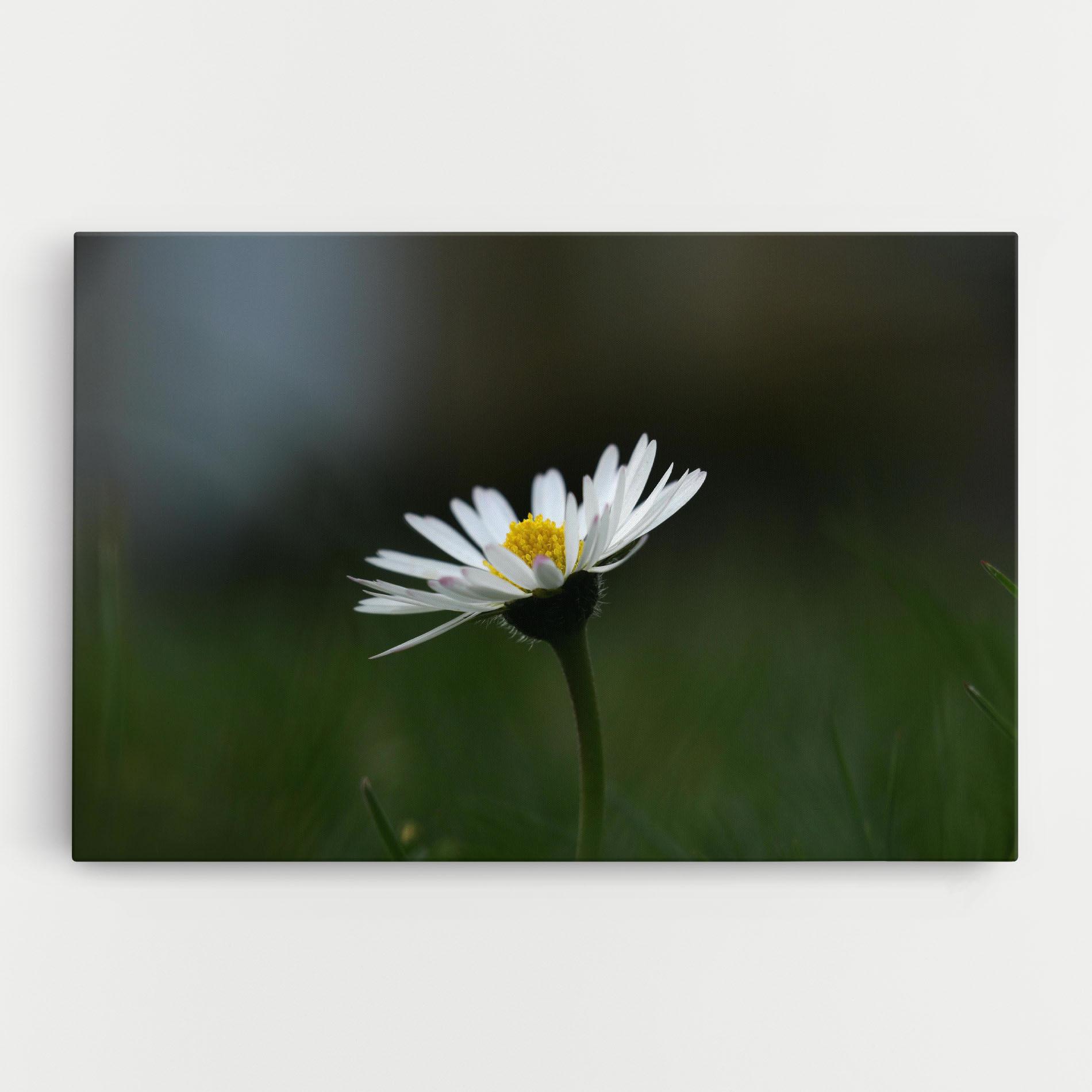 Leinwandbild Garden Daisy mockup 0