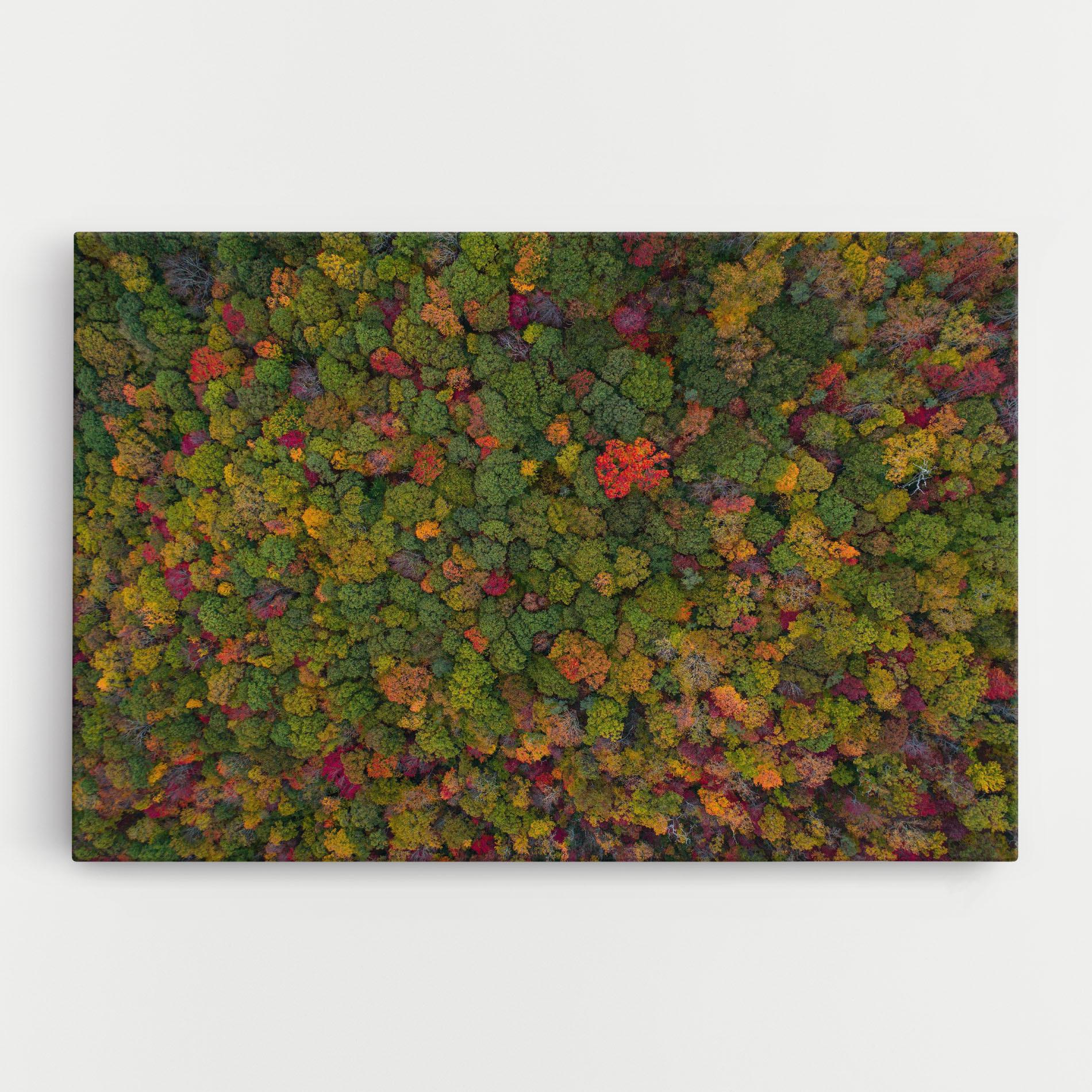 Leinwandbild Color Mix Forest mockup 0