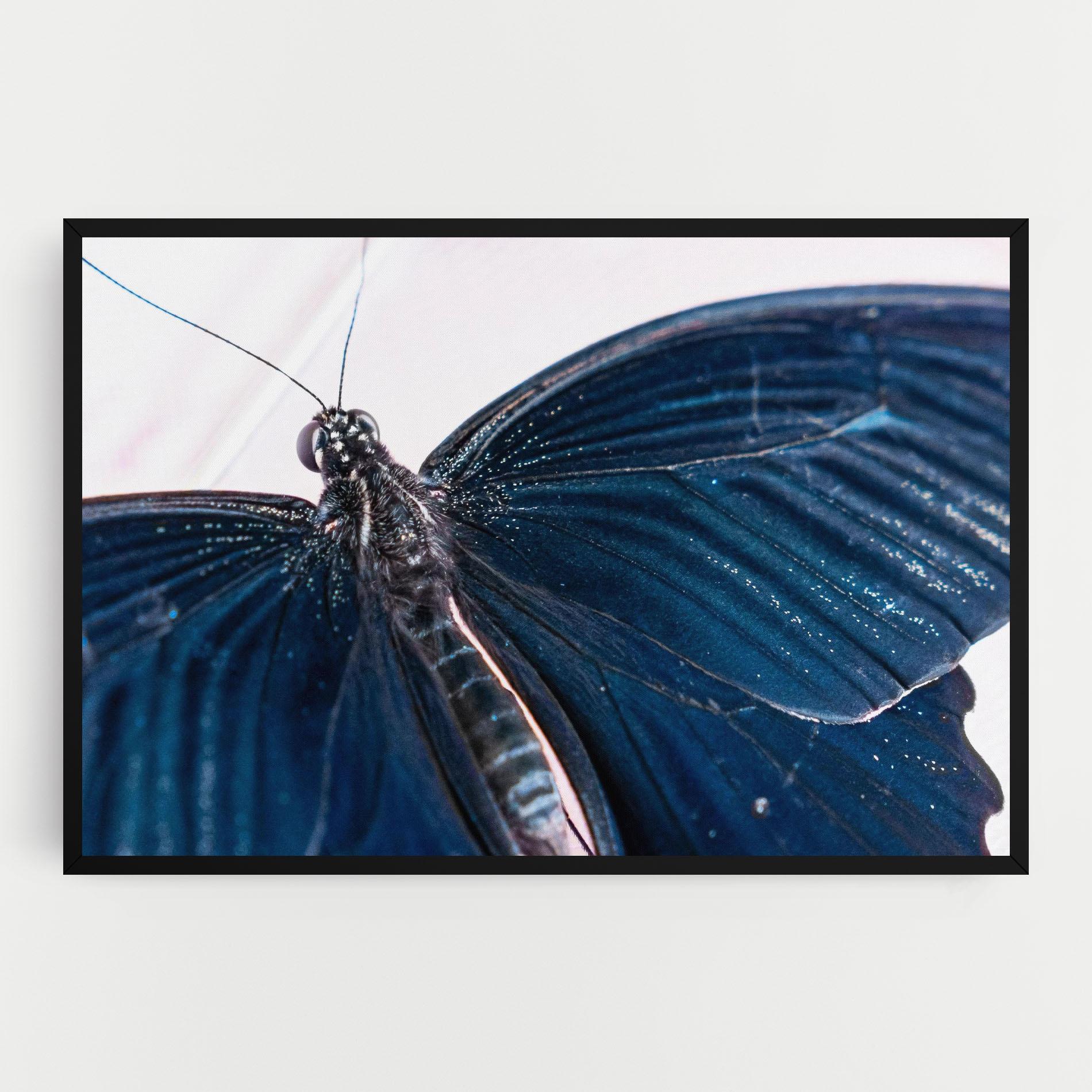 Leinwandbild Blue Butterfly mockup 0