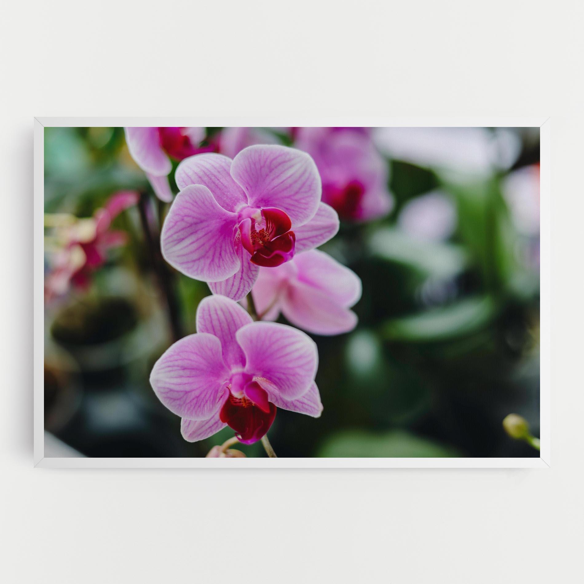 Leinwandbild Garden Purple Orchids mockup 0