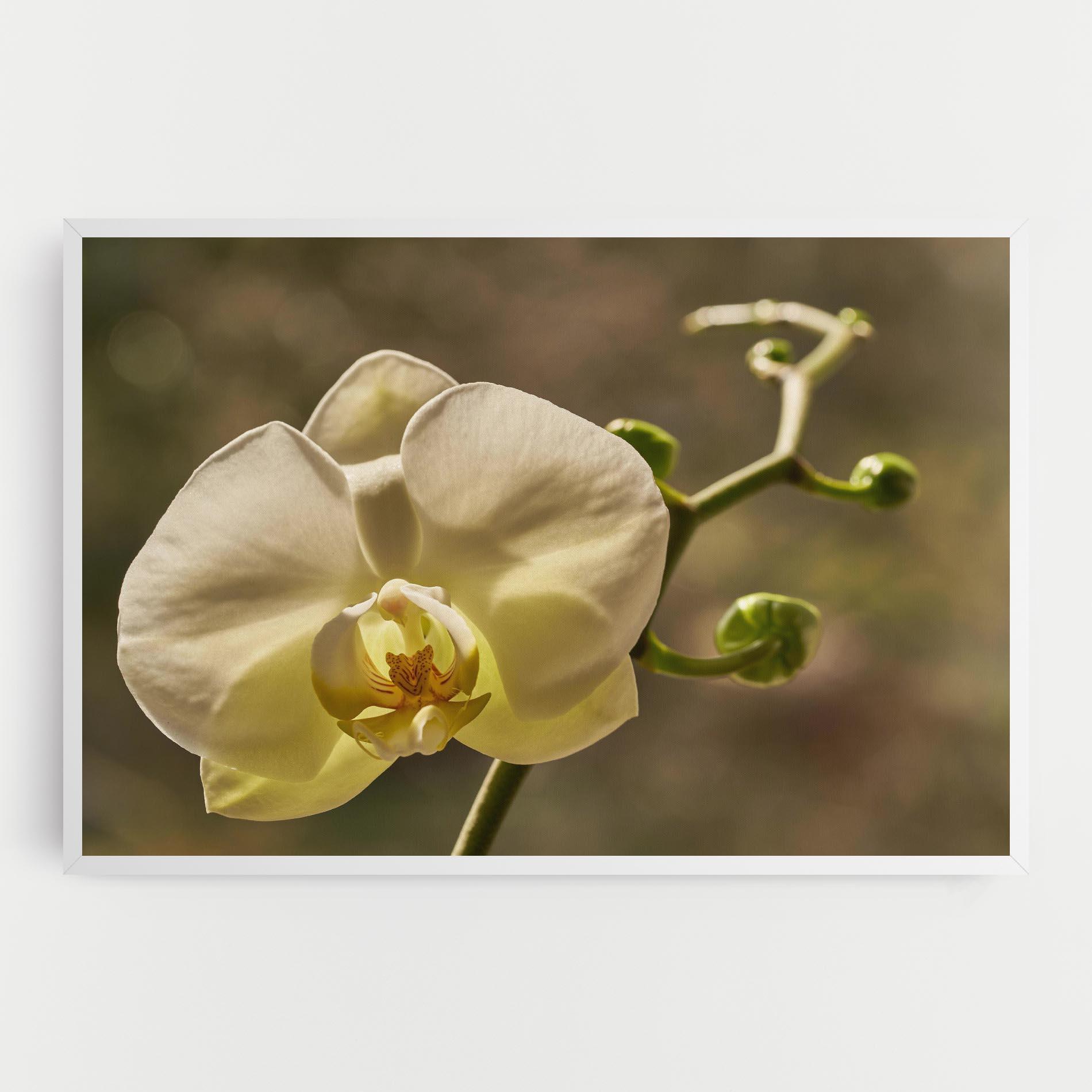 Leinwandbild Pastel Yellow Orchid In Garden mockup 0