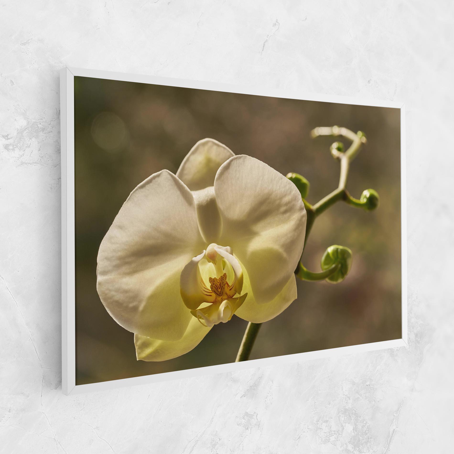 Leinwandbild Pastel Yellow Orchid In Garden mockup 1