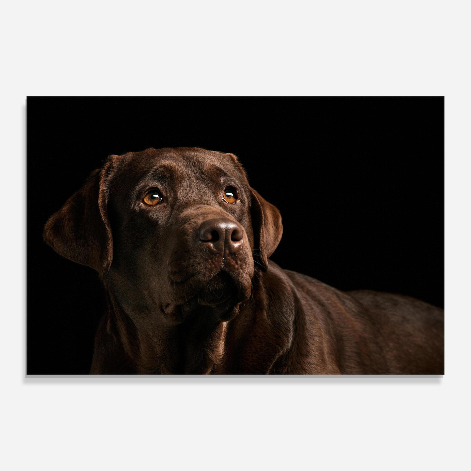 Glasbild Brown Labrador mockup 0