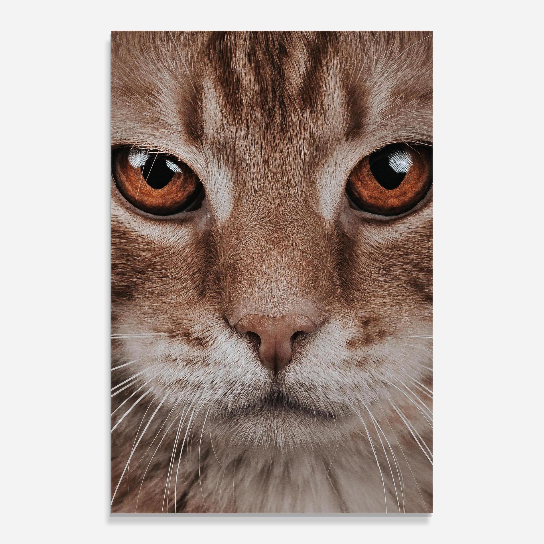 Glasbild Fire Eyes Cat mockup 0