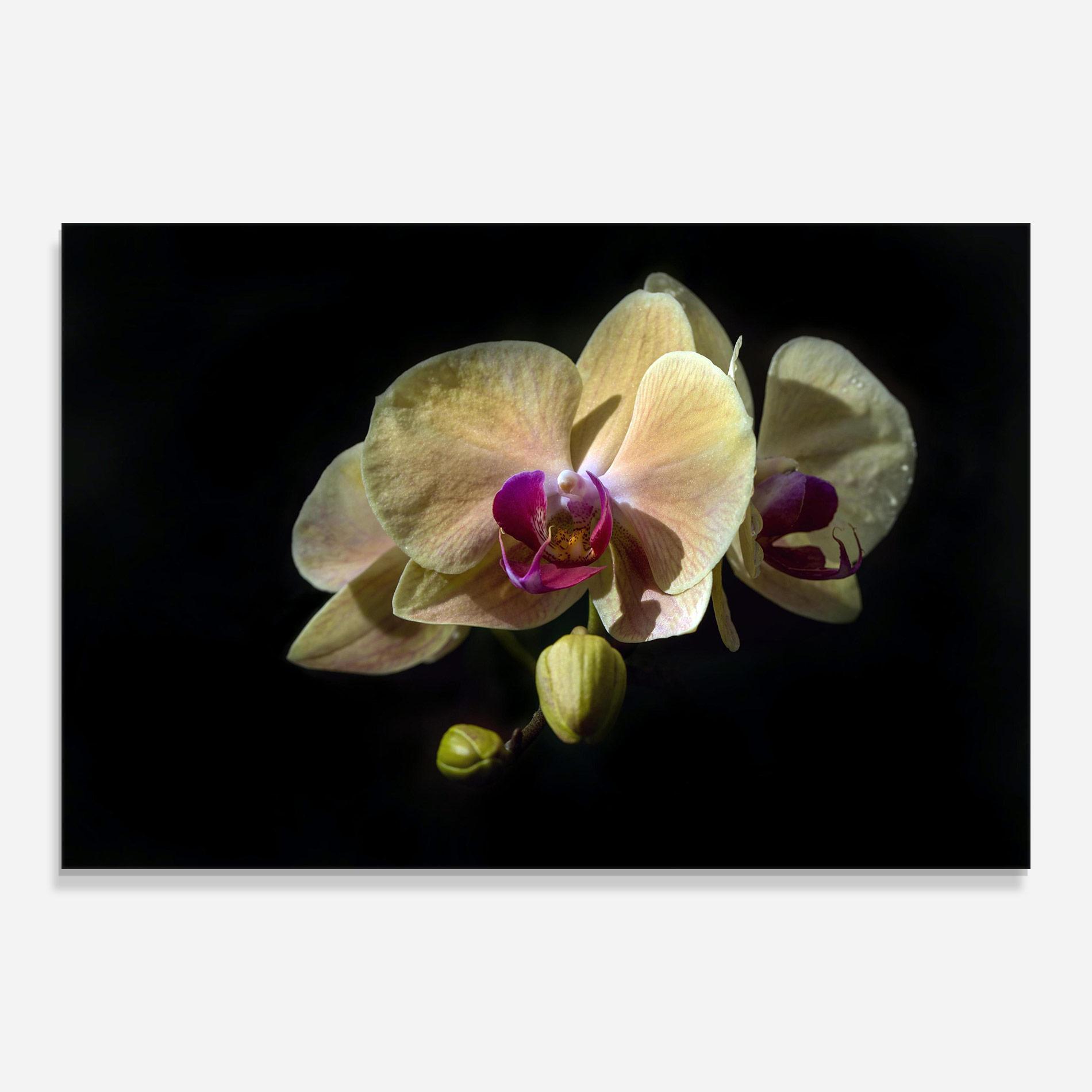 Glasbild Pastel Yellow Orchids mockup 0
